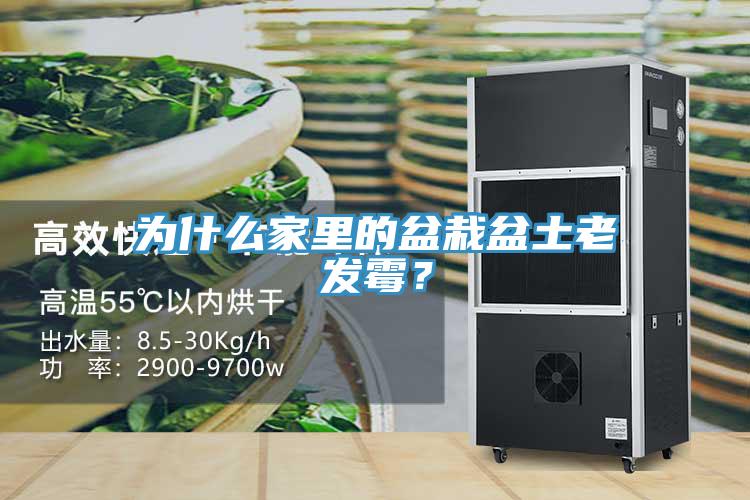 為什么家里的盆栽盆土老發(fā)霉？