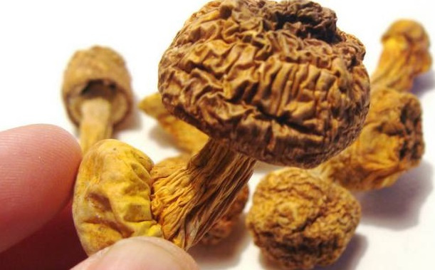 巴西菇、姬松茸烘干機-怎樣烘干色澤好且菇體褶片完整？