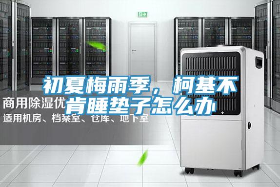 初夏梅雨季，柯基不肯睡墊子怎么辦