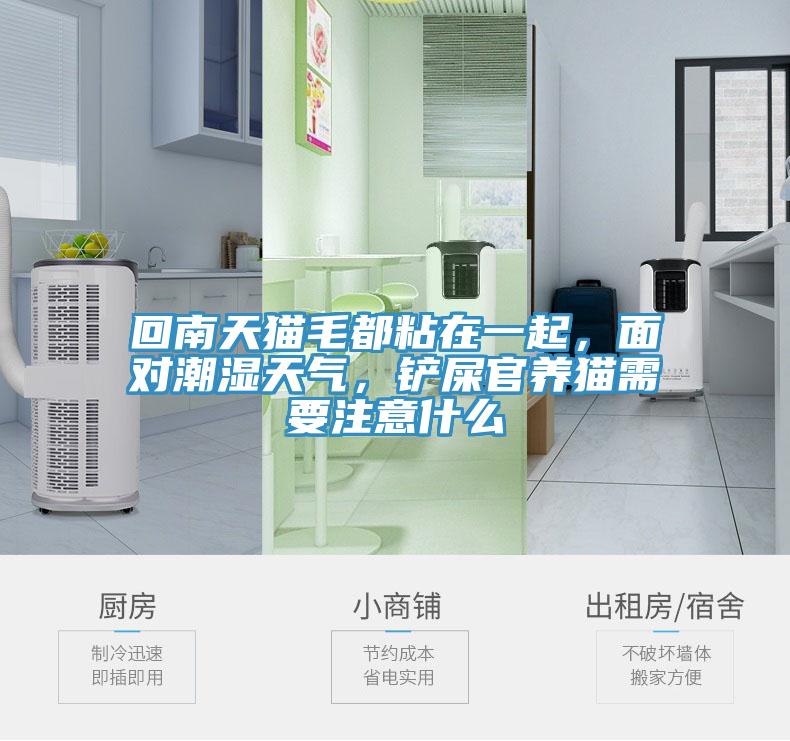 回南天貓毛都粘在一起，面對潮濕天氣，鏟屎官養(yǎng)貓需要注意什么