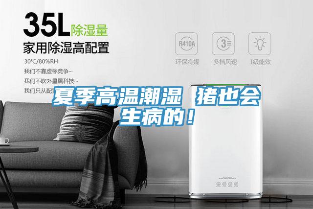 夏季高溫潮濕 豬也會生病的！