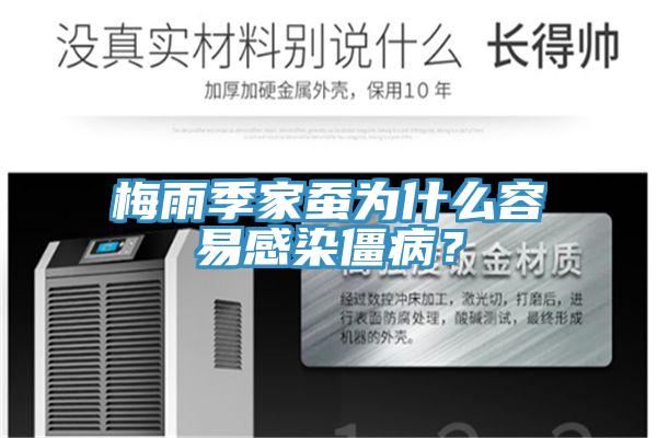 梅雨季家蠶為什么容易感染僵??？