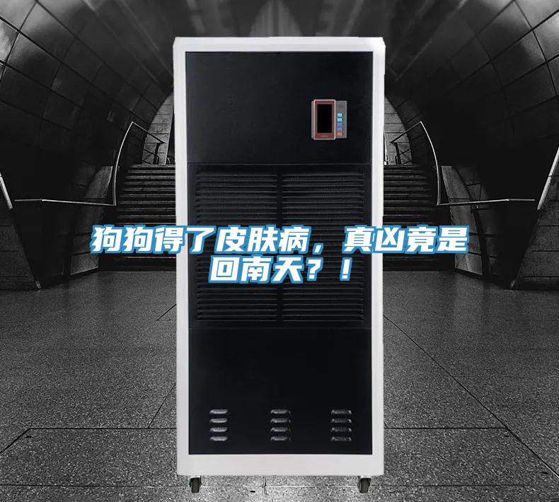 狗狗得了皮膚病，真兇竟是回南天？！