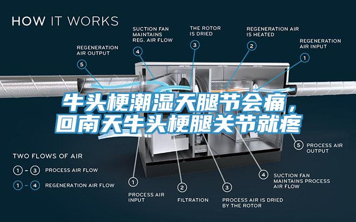 牛頭梗潮濕天腿節(jié)會痛，回南天牛頭梗腿關節(jié)就疼