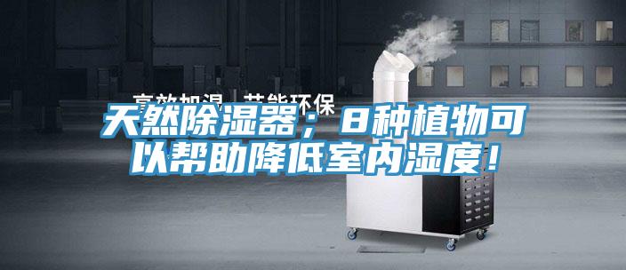 天然除濕器；8種植物可以幫助降低室內(nèi)濕度！