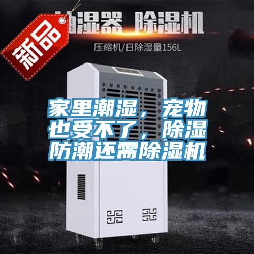 家里潮濕，寵物也受不了，除濕防潮還需除濕機(jī)